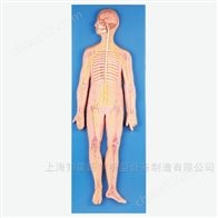 BIX-A1110人體神經(jīng)系統(tǒng)解剖模型