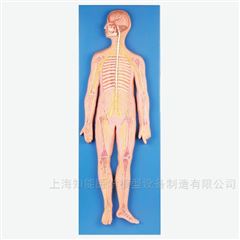 人体神经系统解剖模型