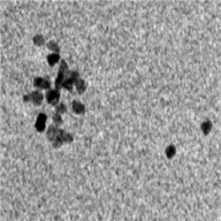 Pt NPs‌，铂纳米颗粒