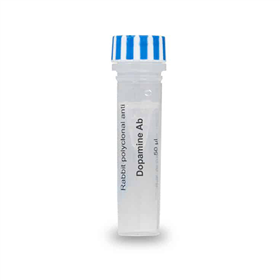 Dopamine Antibody – Rabbit Polyclonal