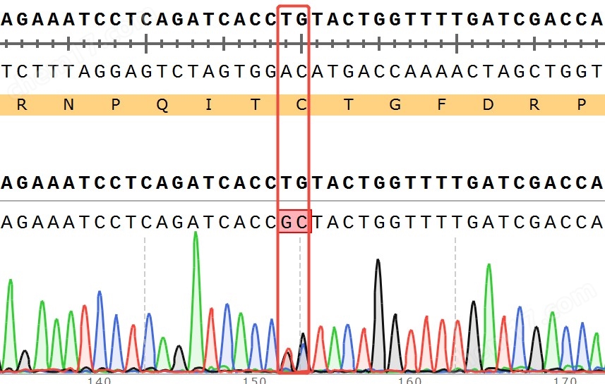 WRNC727A(Heterozygous,AF 50) Isogenic HCT116