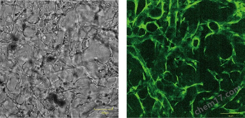 Fast Time.jpg 激光共聚焦高內涵細胞成像分析儀
