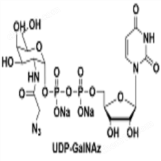 UDP-GalNAz；UDP-N-乙酰葡糖胺
