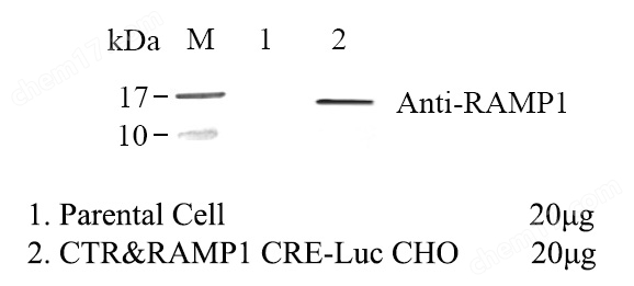 CTR&RAMP1 CRE-Luc CHO