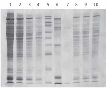Precast Protein Plus Gel, 12%, 10 wells, Hepes-Tris