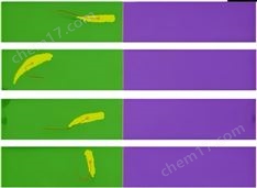 斑馬魚行為分析儀