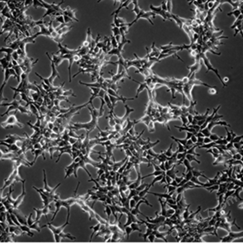 GFP/HEK293 Stable Cell Line