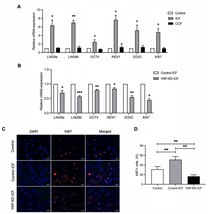 間歇性壓縮力通過 Yes 相關蛋白調控人牙周膜細胞行為