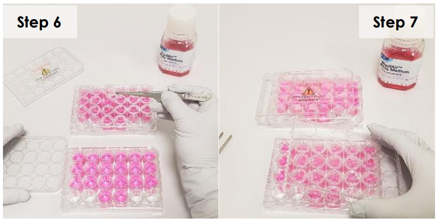 Epithelix体外呼吸道解决方案，MucilAir™与 SmallAir™实用指南