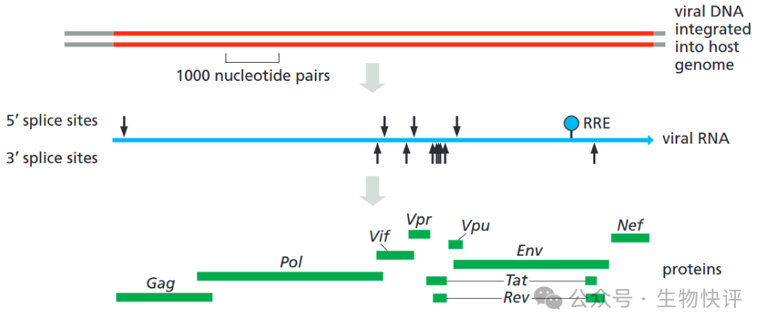 日程表 描述已自動生成
