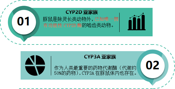 豚鼠肝微粒體 2.png