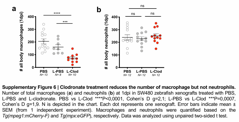 image.png 氯膦酸鹽脂質體會清除斑馬魚中心粒細胞嗎?