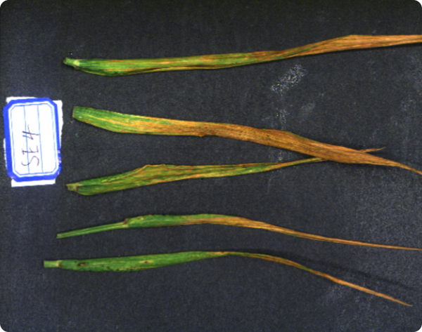 小麥葉片,植被指數(shù)反演,光譜數(shù)據(jù)采集