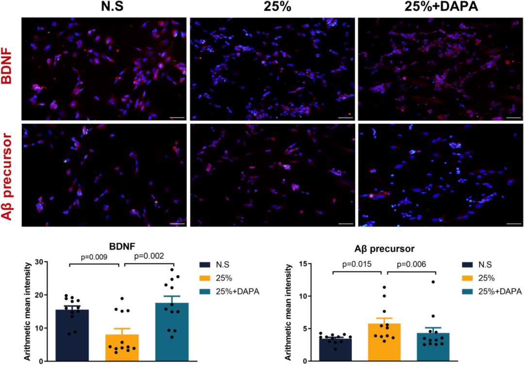 达格列净对拉伸诱导创伤性脑损伤模型中胰岛素信号和神经元存活的影响