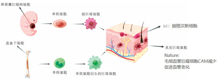 皮膚巨噬細(xì)胞的分類(lèi)和功能
