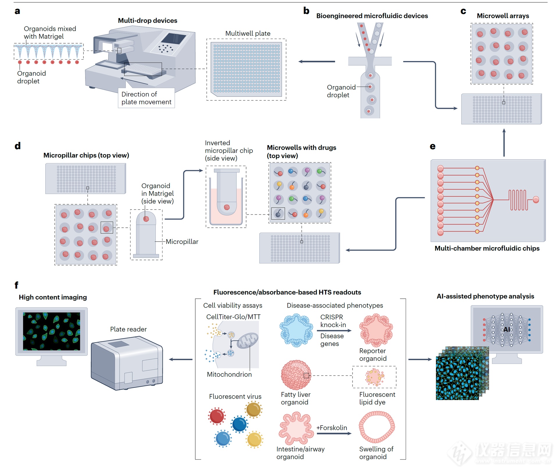 人体类器官作为药物研发的三维体外平台：机遇与挑战