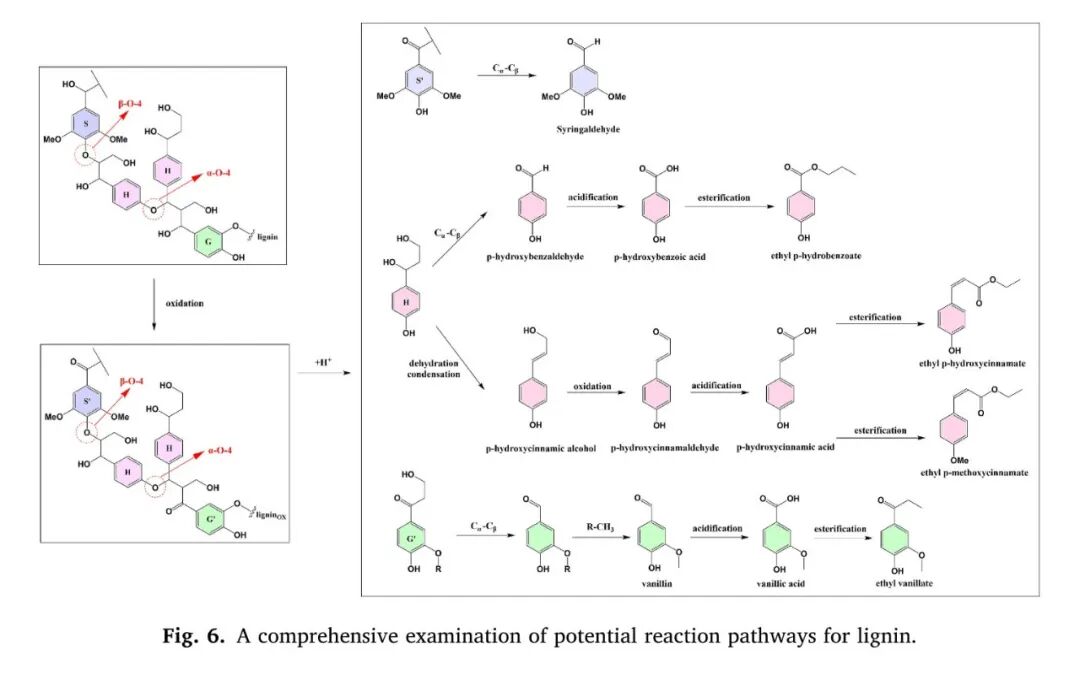 东北师大王宪泽携岩征反应釜，在IJBM期刊发表废弃生物质资源化方向论文
