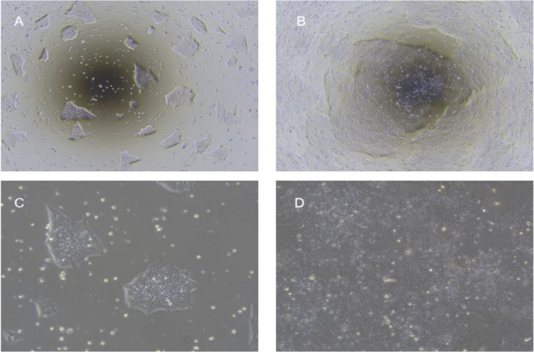 hESC/iPSC细胞形态图