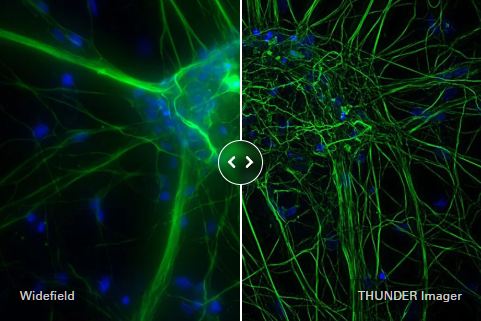 显微课堂 | 神经科学研究指南