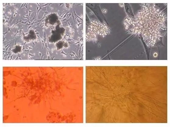 二氧化碳培养箱的加热方式