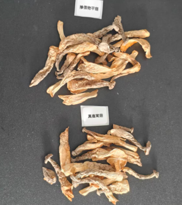 采集鹿茸菇高光譜數(shù)據(jù)(高光譜分析鹿茸菇摻假平菇真?zhèn)伪葘Γ?width=