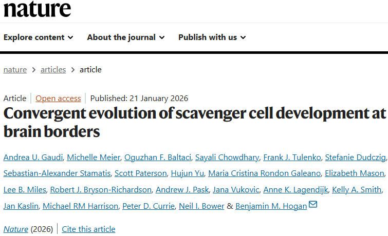 《Nature》：脑边界相关巨噬细胞（BAMs）和斑马鱼壁淋巴管内皮细胞（muLECs）发育的趋同进化