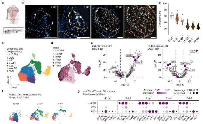 《Nature》：脑边界相关巨噬细胞（BAMs）和斑马鱼壁淋巴管内皮细胞（muLECs）发育的趋同进化