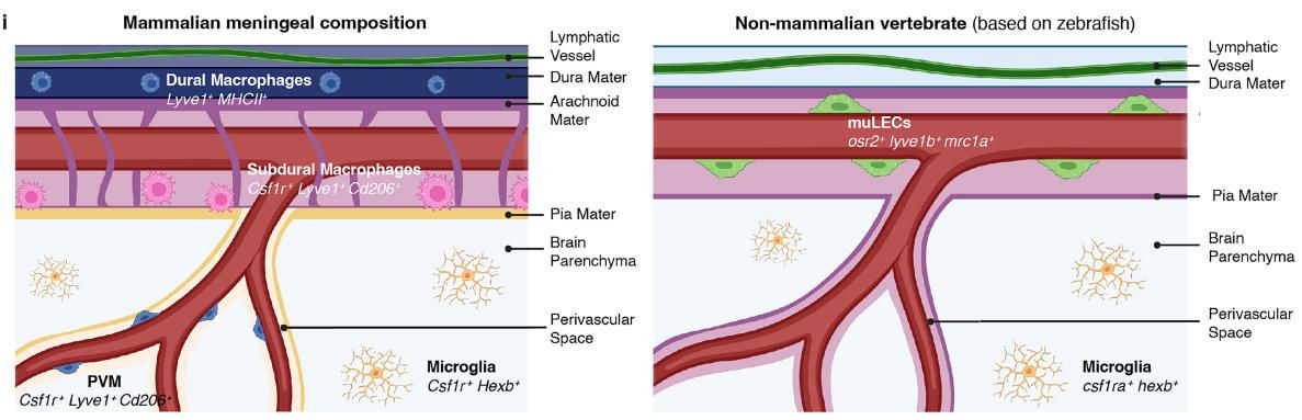 《Nature》：脑边界相关巨噬细胞（BAMs）和斑马鱼壁淋巴管内皮细胞（muLECs）发育的趋同进化