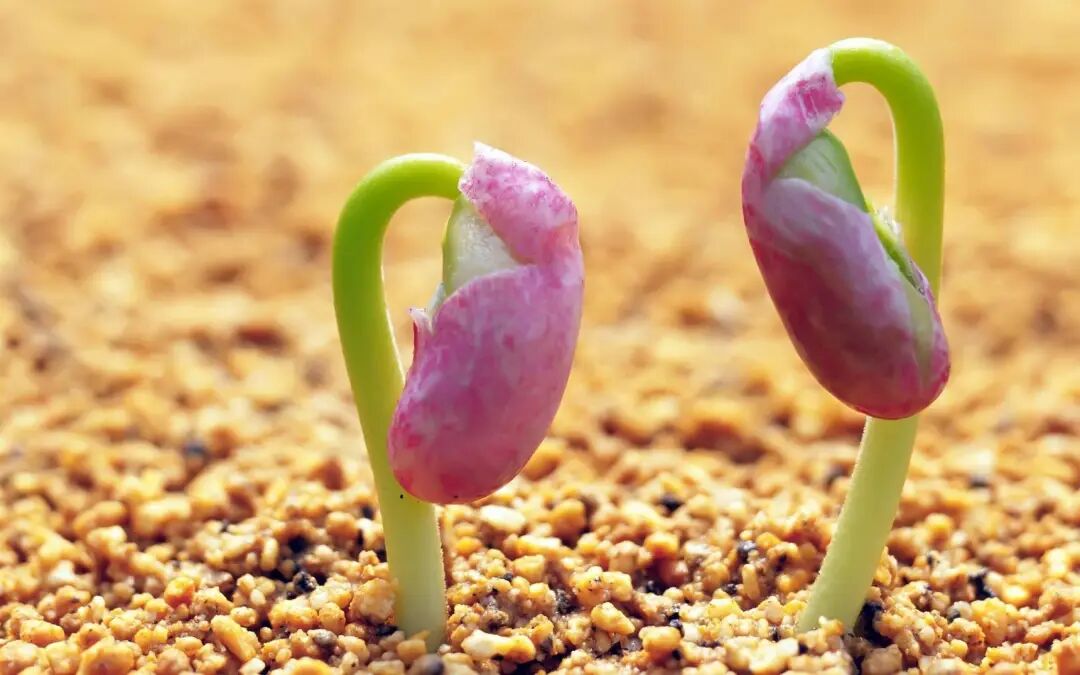 640.jpg 无目镜光学技术助力种子研究