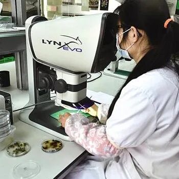 640 (4).jpg 无目镜光学技术助力种子研究