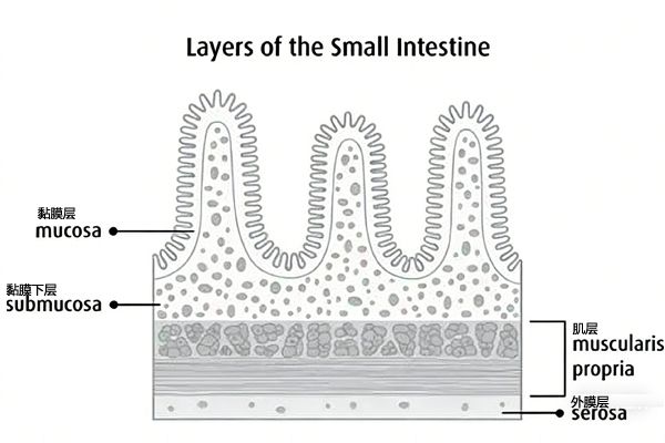 Lays of the small intestine-Low Lays of the small intestine-Low