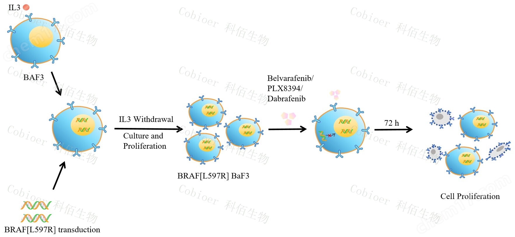 BRAF L597R/BaF3