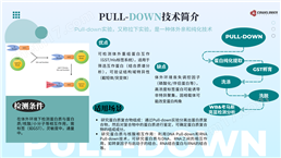 分子實驗分子互作：Pull-down下拉實驗