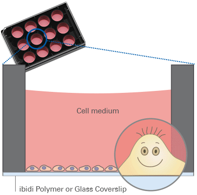 ibidi µ-Plate 12 Well共聚焦12孔培養(yǎng)板