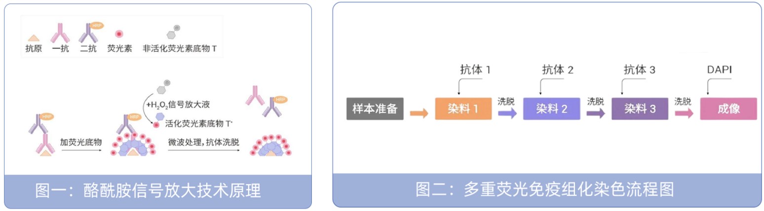四色多重荧光免疫组化染色试剂盒
