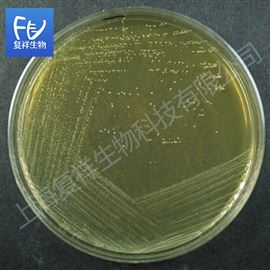 E194aATCC 15703 青春双歧杆菌 CICC 6070 冻干粉